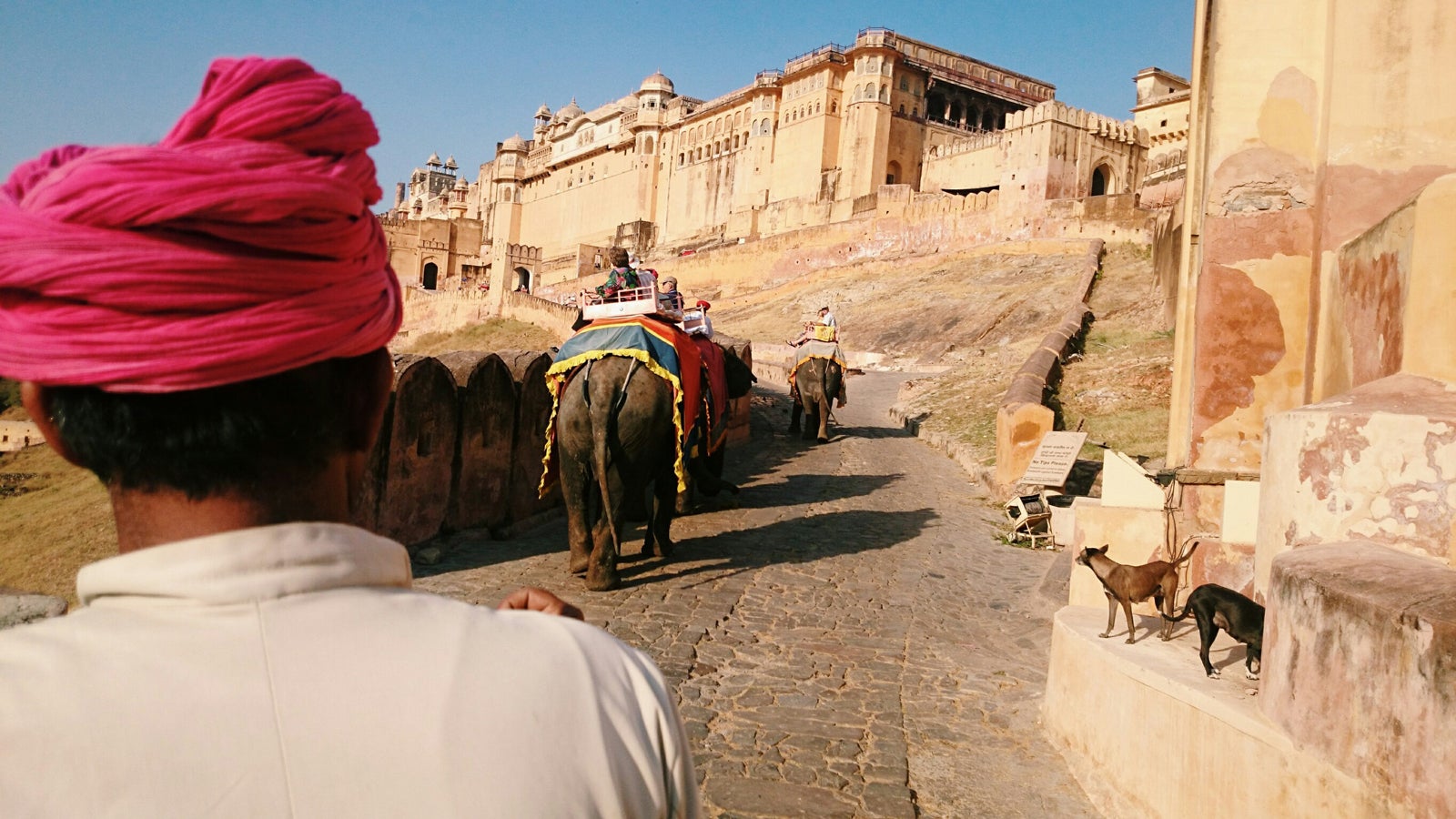 象の背中からの景色／画像提供：所属事務所