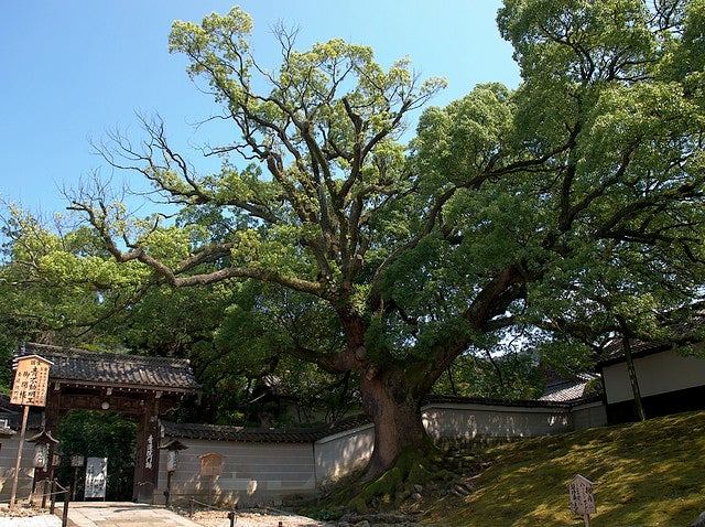 日中の青蓮院門跡／青蓮院 (Shorenin)
by Focx Photography