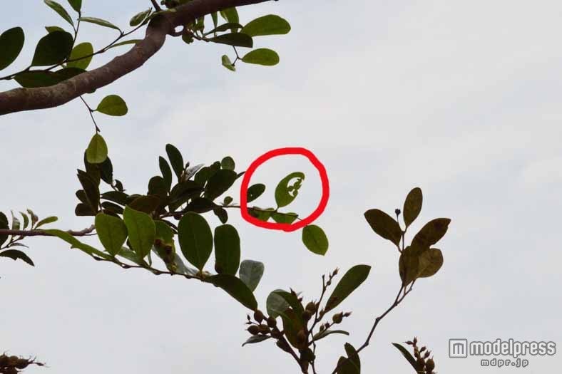 ディズニーランド 隠れミッキー全部知ってる トムソーヤ島編 モデルプレス