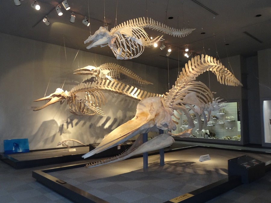 千葉県立中央博物館