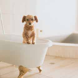 KAREN 浜名湖 with Dog/提供画像