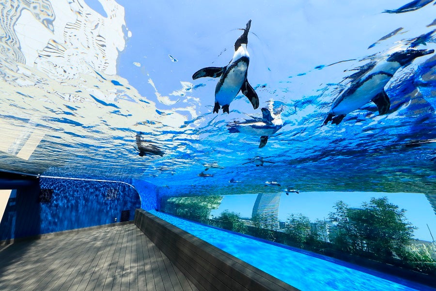 サンシャイン水族館 天空のペンギン