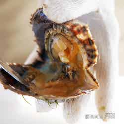 開いた!貝の中に一粒の真珠が…! (C)モデルプレス