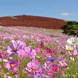 コスモス/提供画像