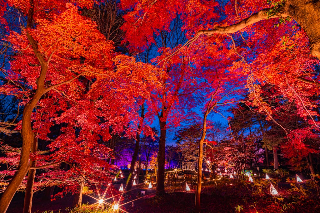 紅葉ライトアップとイルミの競演「紅葉見ナイト(もみじみないと)」埼玉で開催