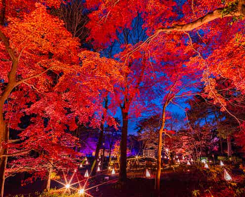 紅葉ライトアップとイルミの競演「紅葉見ナイト(もみじみないと)」埼玉で開催