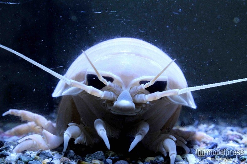 海底に潜む掃除屋／画像提供：横浜八景島