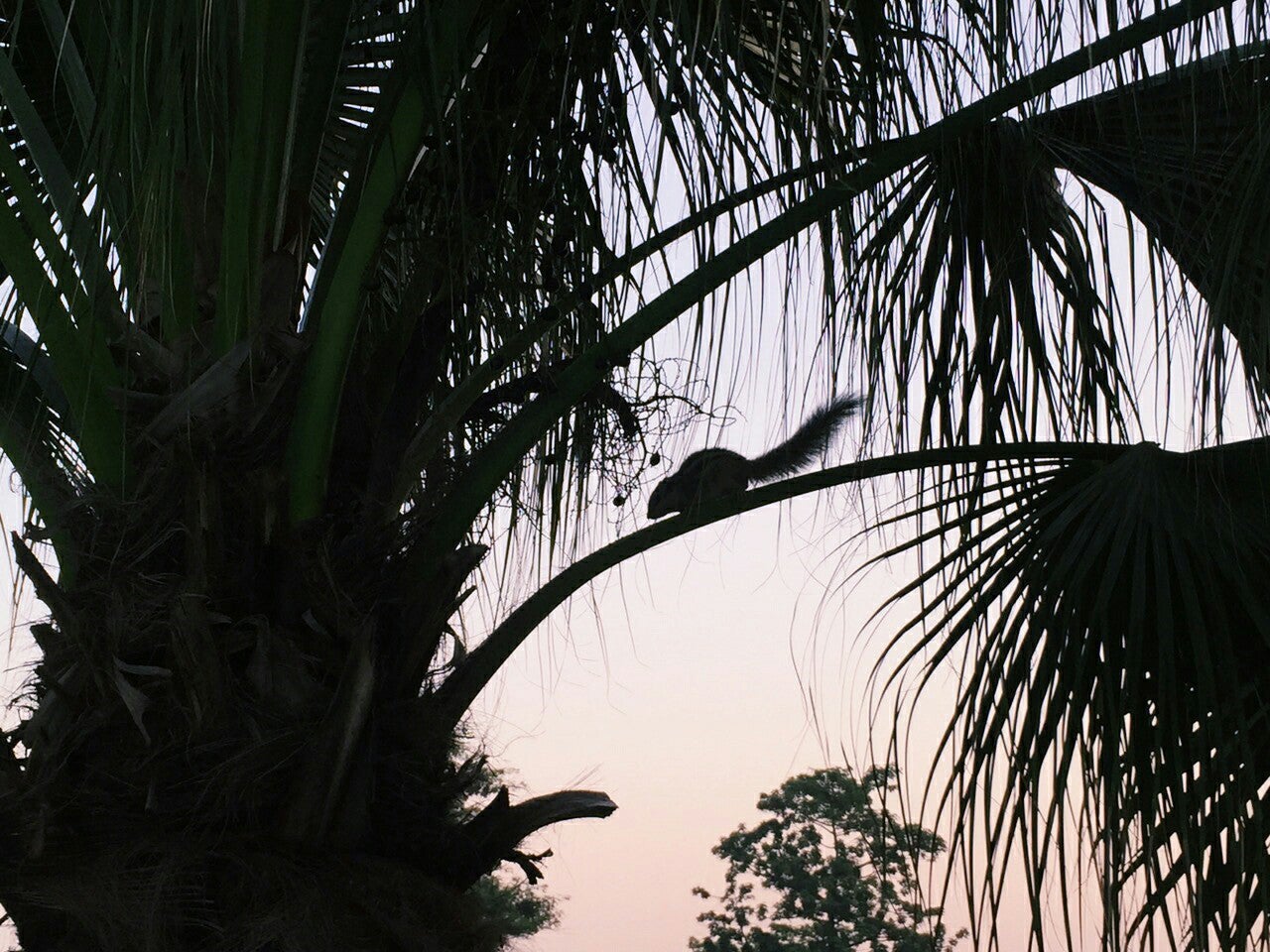 ホテル プールサイド内リス／画像提供：所属事務所