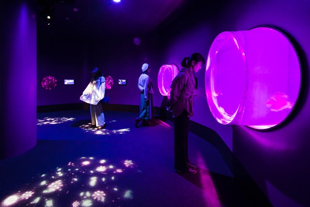 クラゲ大水槽[クラゲ365] （提供画像）