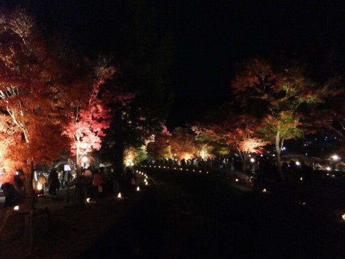 幻想的な河口湖もみじ回廊のライトアップ(2010年11月13日撮影)