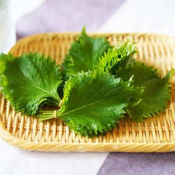 2週間元気!大葉の保存法とちょっとのコツできれいに見える千切り方法