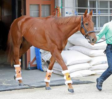 【オークス】スターアニス いざ2冠へ府中に初見参 小川助手が状態に太鼓判「本当に問題がない」