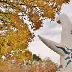 万博記念公園 紅葉まつり/提供画像