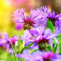 友情を意味する花言葉を持つ花達 絆が深まる贈り物にもできる人気の花々って モデルプレス 友情を意味する花言葉を持つ花達 絆が深まる贈り物にもできる人気の花々って モデルプレス