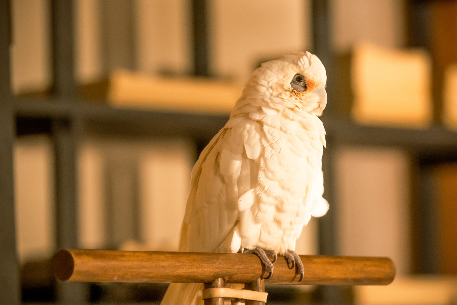 「光る君へ」第25話（C）NHK