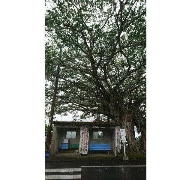 ガジュマルの木に守られているように見える田検のバス停（2021年10月撮影）