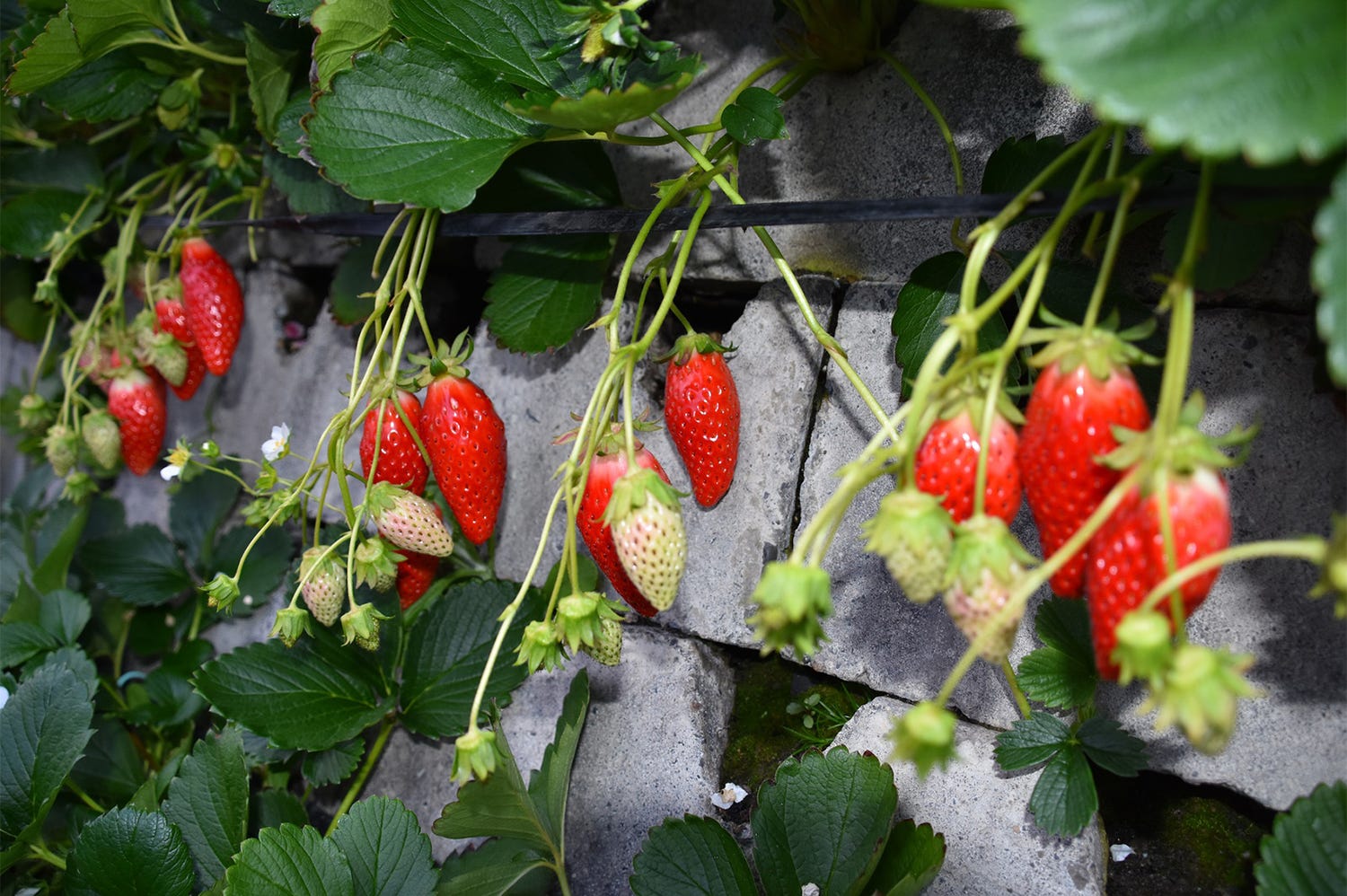 静岡“いちご海岸通り”にいちご狩りシーズン到来!スポット3選