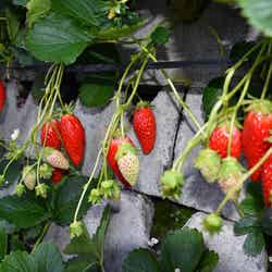 糖度の高い石垣いちご/画像提供:静岡市