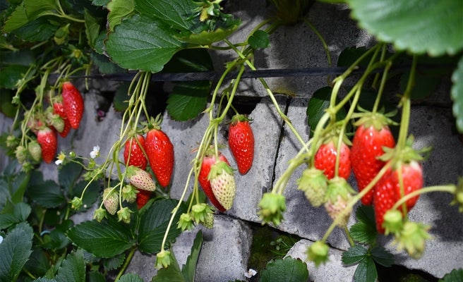 静岡 いちご海岸通り にいちご狩りシーズン到来 スポット3選 女子旅プレス