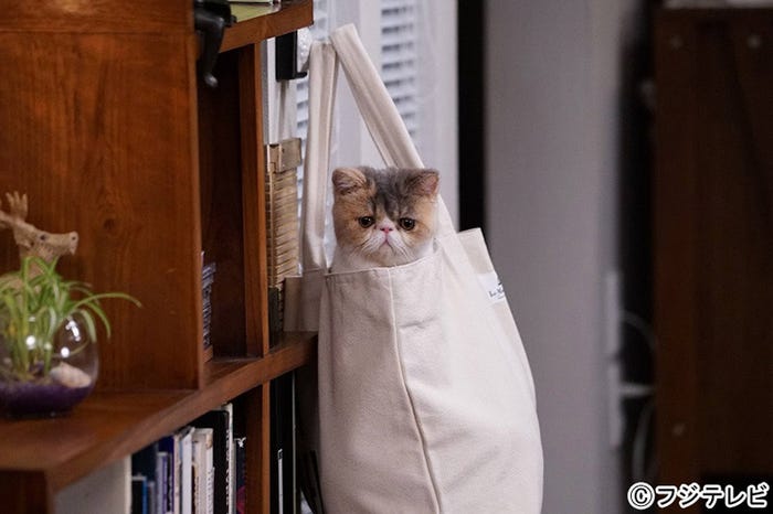 愛猫“ちくわ”「オトナ女子」第2話・場面カット/画像提供:フジテレビ