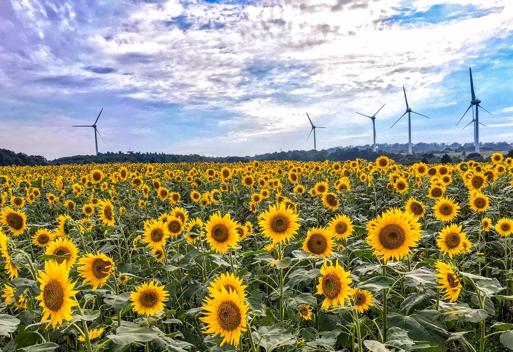 8月中旬～9月上旬はヒマワリが満開に／画像提供：郡山市
