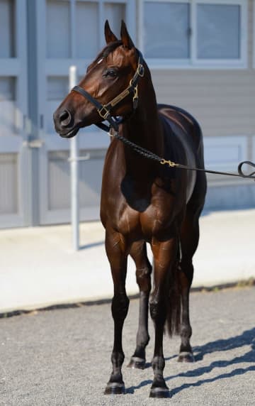 ドロップオブライト 次走は愛知杯へ
