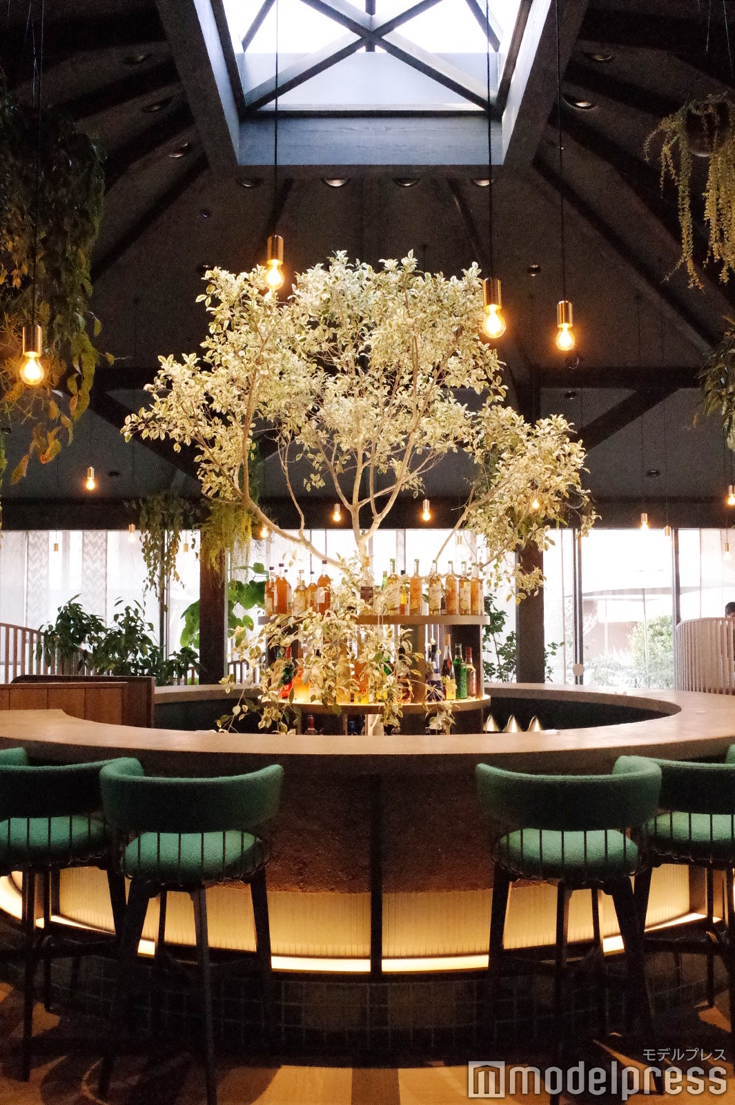 ラウンジ中央のガジュマルは、奄美大島にあった樹を伊豆諸島へ移植して
生育。今はラウンジのシンボルとして堂々とした存在感を放つ／ふふ 軽井沢 陽光の風（C）モデルプレス