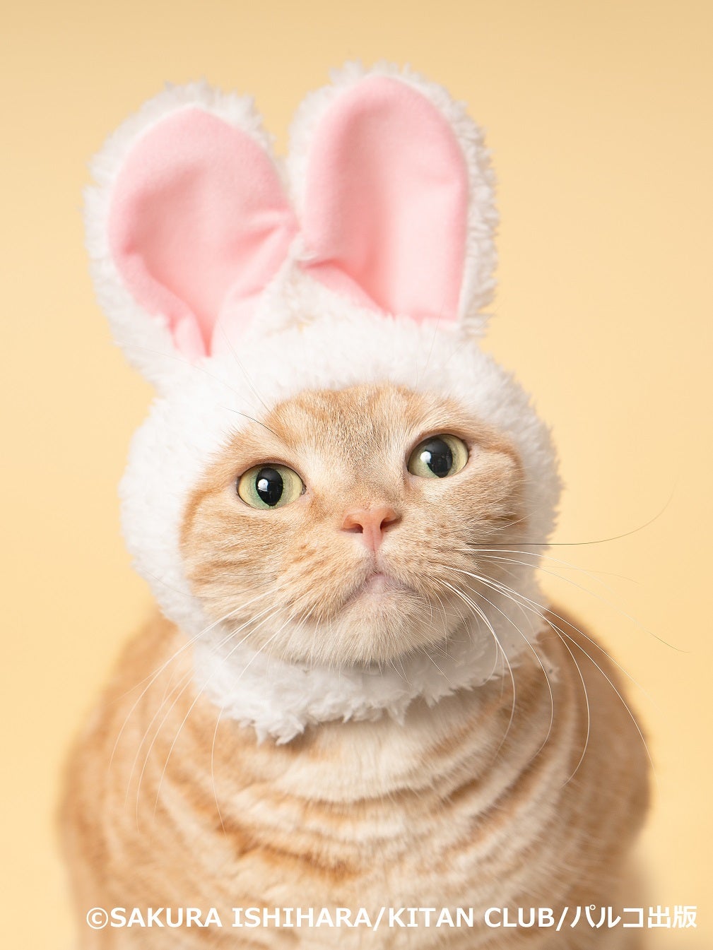 石原さくら「ねこがかわいいだけ展」／画像提供：株式会社アカツキライブエンターテインメント