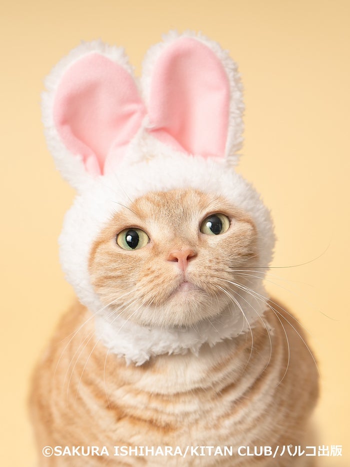 石原さくら「ねこがかわいいだけ展」／画像提供：株式会社アカツキライブエンターテインメント