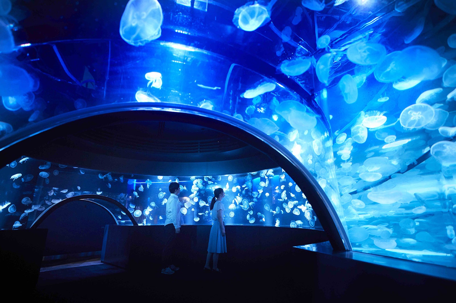 京都水族館に新展示 クラゲワンダー クラゲ5 000匹漂う海の世界 女子旅プレス