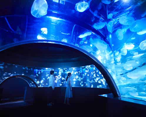 京都水族館に新展示「クラゲワンダー」クラゲ5,000匹漂う海の世界