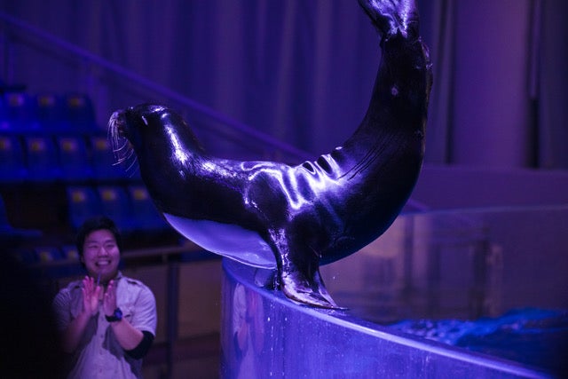 夜のイルカ&アシカショー[オーシャンナイトライブ] （提供画像）