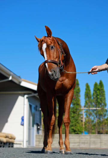 【アミールT】ビザンチンドリーム 態勢ばっちり 国分優「成長感じる」 海外重賞3勝目へ死角なし