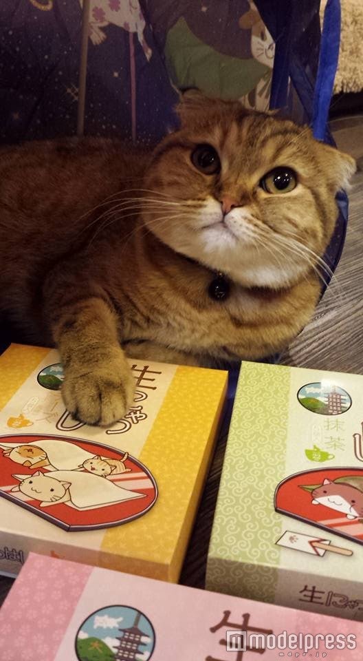 画像提供：ドギーエンタープライズ