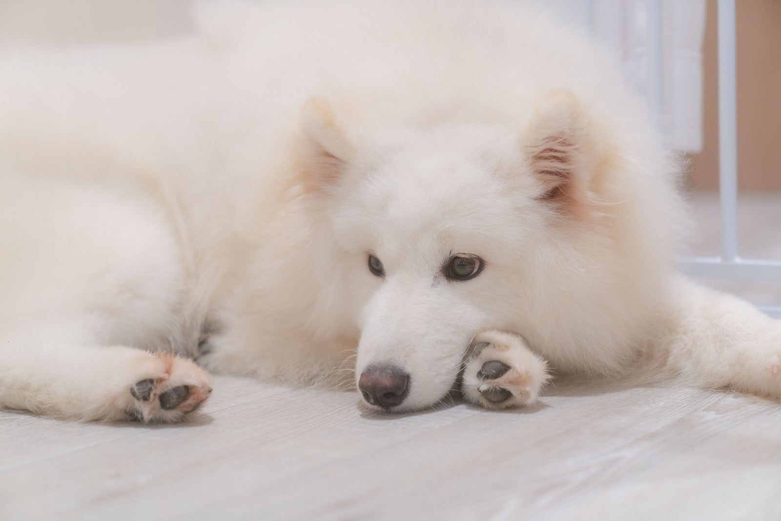 Samoyed Lounge moffu／提供画像