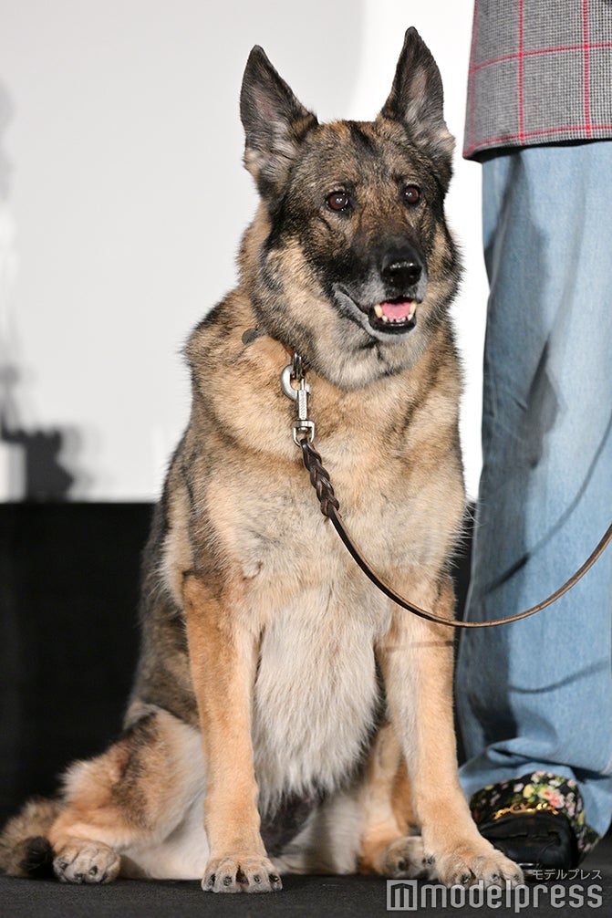 さくら（C）モデルプレス