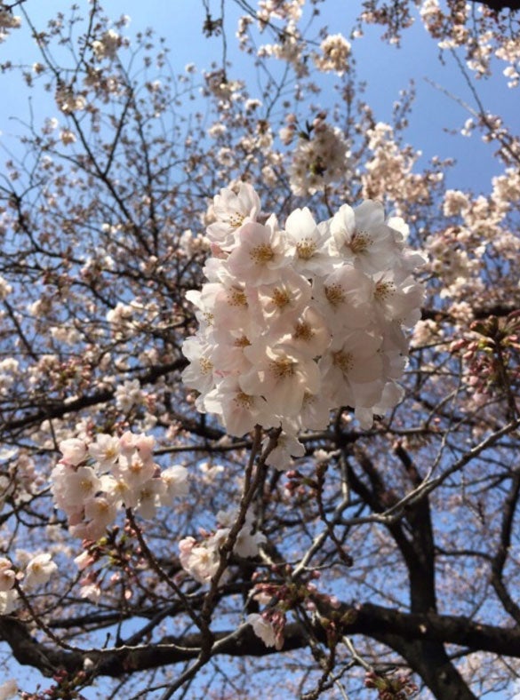 家族と一緒にみた桜／小林麻央オフィシャルブログより