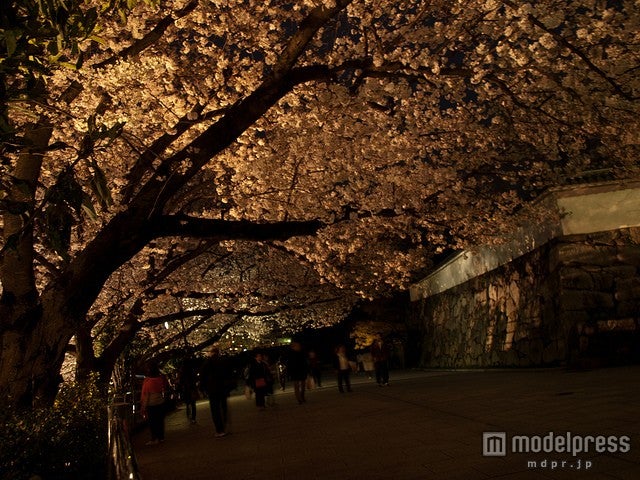 舞鶴公園の夜桜／photo by harukasan