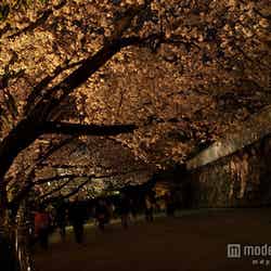舞鶴公園の夜桜/photo by harukasan