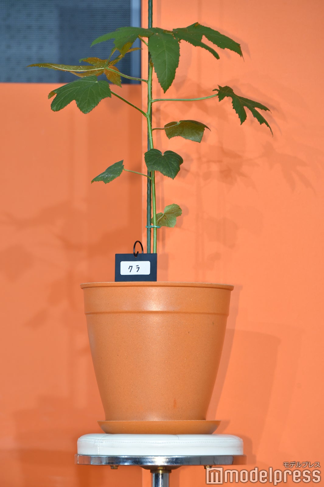 スタッフと出演者で愛でているオクラの苗・クラ（C）モデルプレス