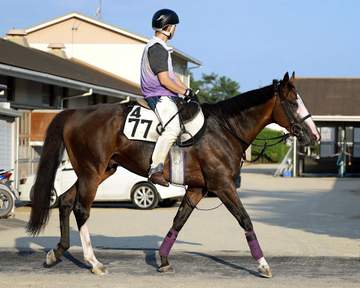 【京王杯SC】カンチェンジュンガ 重賞馬の意地見せろ 羽良助手は状態に自信「はじけそうな感じもあるし、前走よりいい」