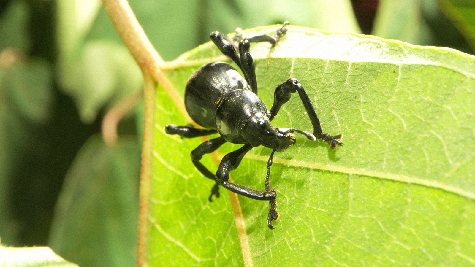 「超・進化論 キッズ＆ティーンズ特別編」（C）NHK