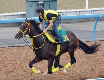 【新馬戦】ゴールドテソーロ ダートG1馬に手応え優勢 高木師の評価上々「まだ緩さあるが、動きが軽い」