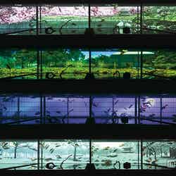 錦鯉の泳ぐ水槽にプロジェクションマッピングで四季を投影した「水中四季絵巻」