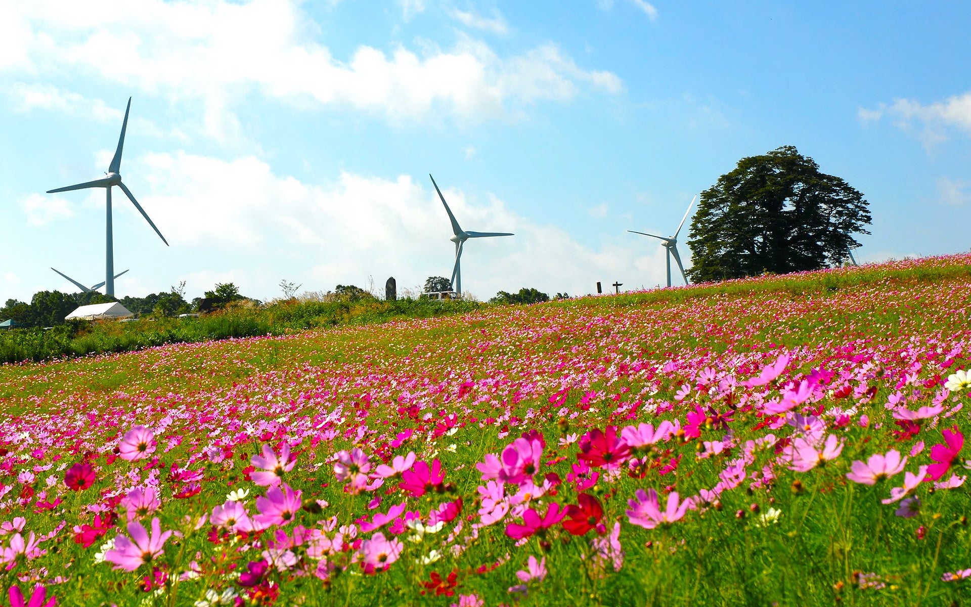 満開のコスモスが咲き誇る郡山布引 風の高原／画像提供：郡山市