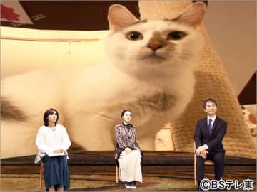 猫のこと ちゃんと考える 猫の幸せ 私の幸せ に藤あや子が出演 ネコとの出合いで 人生が豊かになる モデルプレス