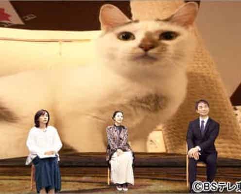 猫のこと ちゃんと考える 猫の幸せ 私の幸せ に藤あや子が出演 ネコとの出合いで 人生が豊かになる モデルプレス 猫のこと ちゃんと考える 猫の幸せ 私の幸せ に藤あや子が出演 ネコとの出合いで 人生が豊かになる モデルプレス