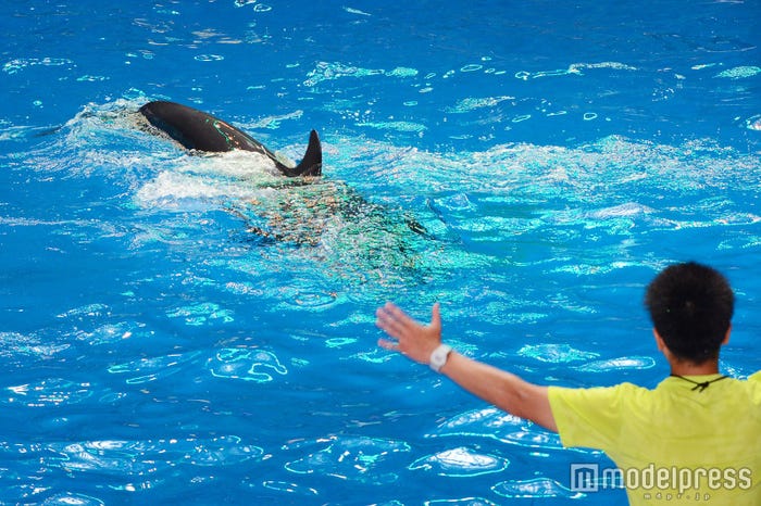 イルカ(C)モデルプレス