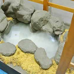 「八重垣神社」の“鏡の池ご縁占い”を体験