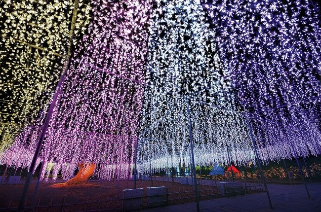 あしかがフラワーパーク 光の花の庭 Flower Fantasy 500万球イルミ輝く光と花の世界 女子旅プレス